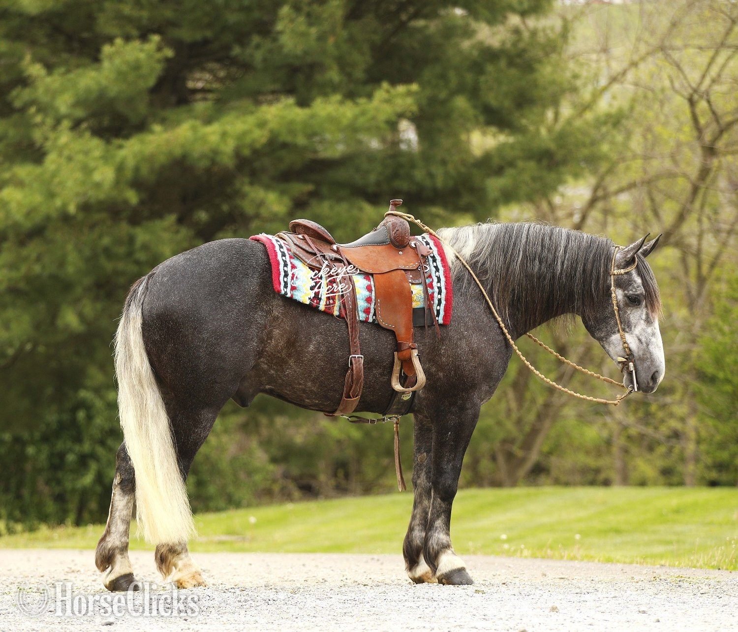 Draft - "Journey" Grey Gelding Draft
