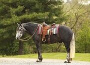 "Journey" Grey Gelding Draft