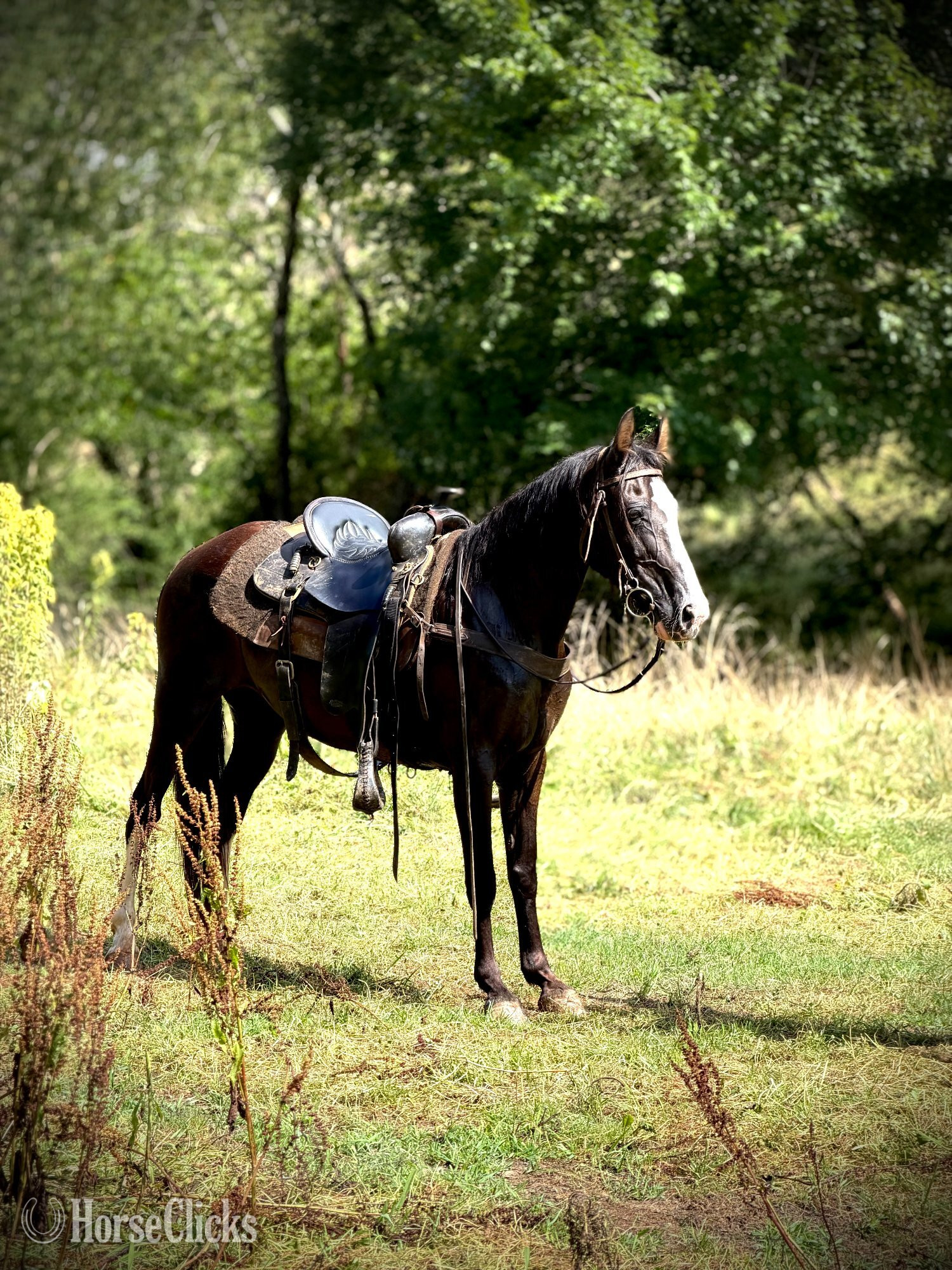 "CROW" Black Mare Missouri Fox Trotter in North Carolina