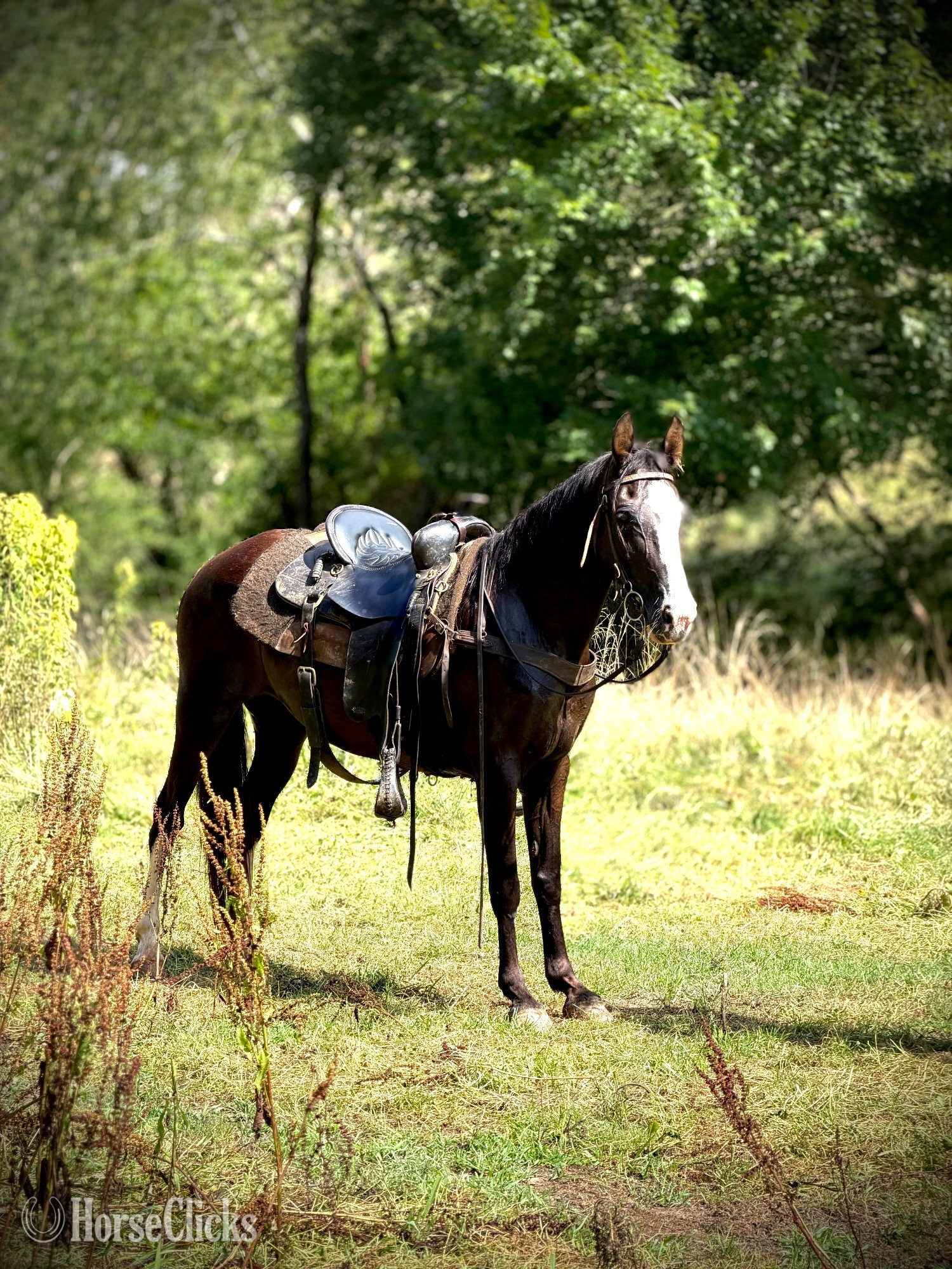 "CROW" Black Mare Missouri Fox Trotter