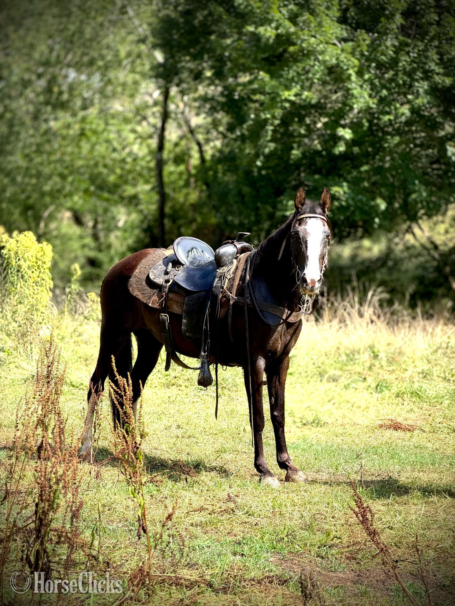 North Carolina "CROW" Black Mare Missouri Fox Trotter