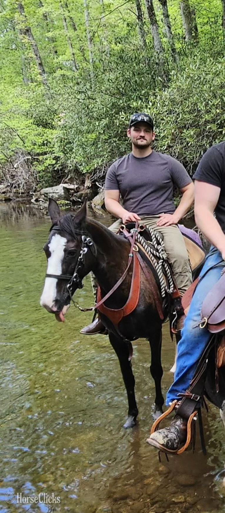"CROW" Black Mare Missouri Fox Trotter - Missouri Fox Trotter in North Carolina