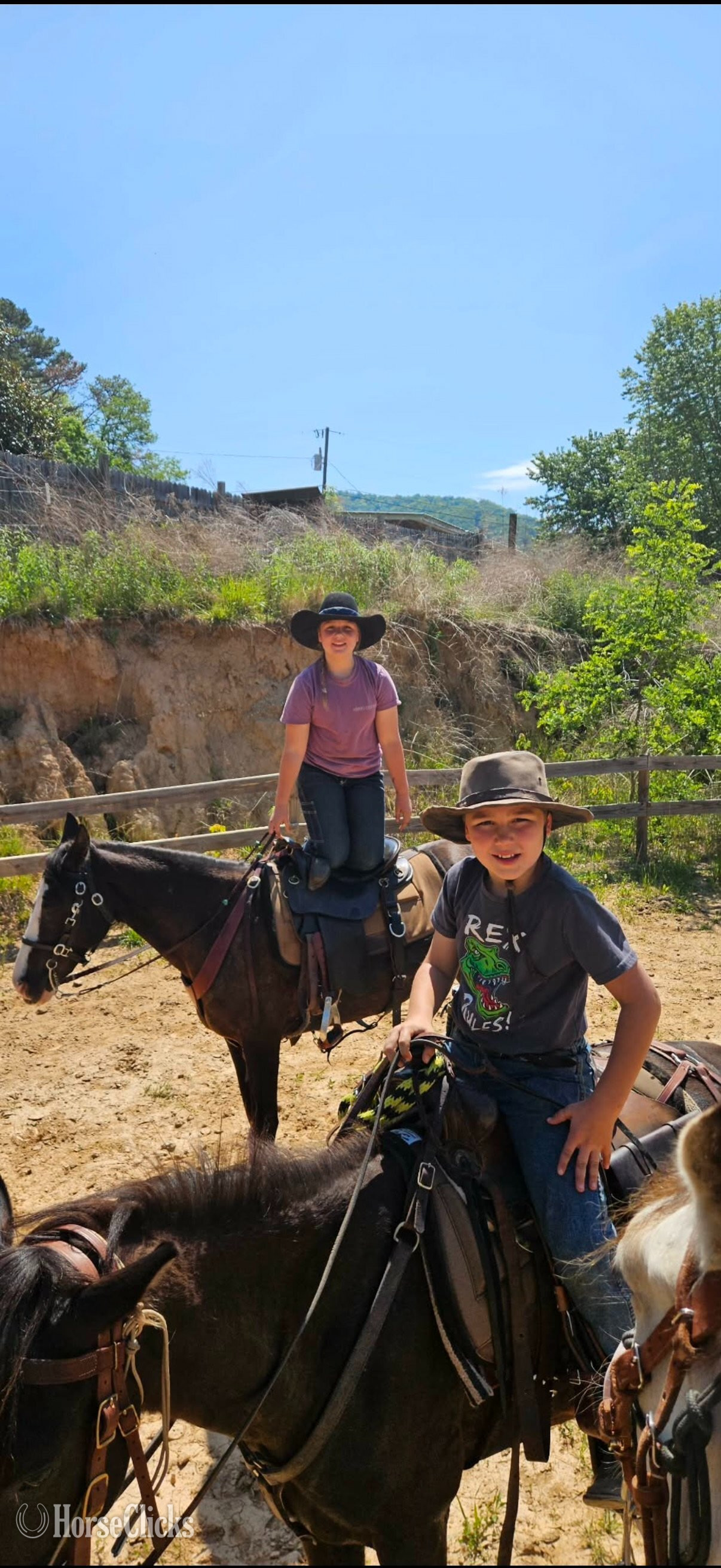 "CROW" Black Mare Missouri Fox Trotter - Missouri Fox Trotter