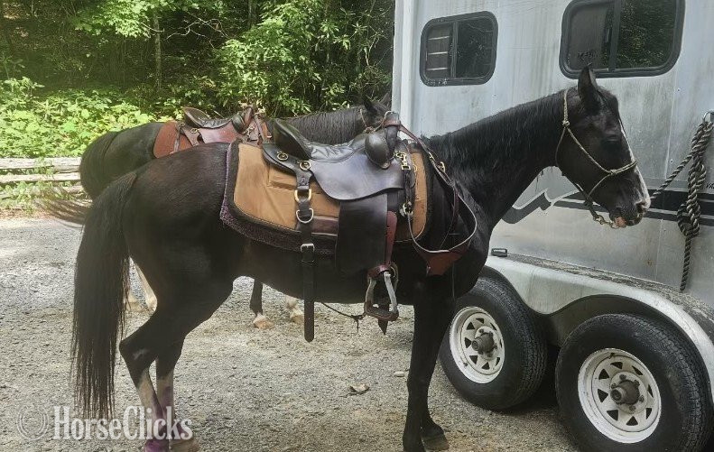 "CROW" Black Mare Missouri Fox Trotter North Carolina