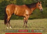 "Pendleton" Buckskin Gelding Quarter Horse