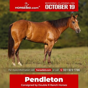 "Pendleton" Buckskin Gelding Quarter Horse