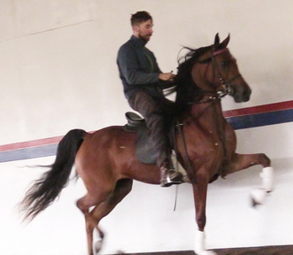 "IN Fantasy" Bay Mare Arabian