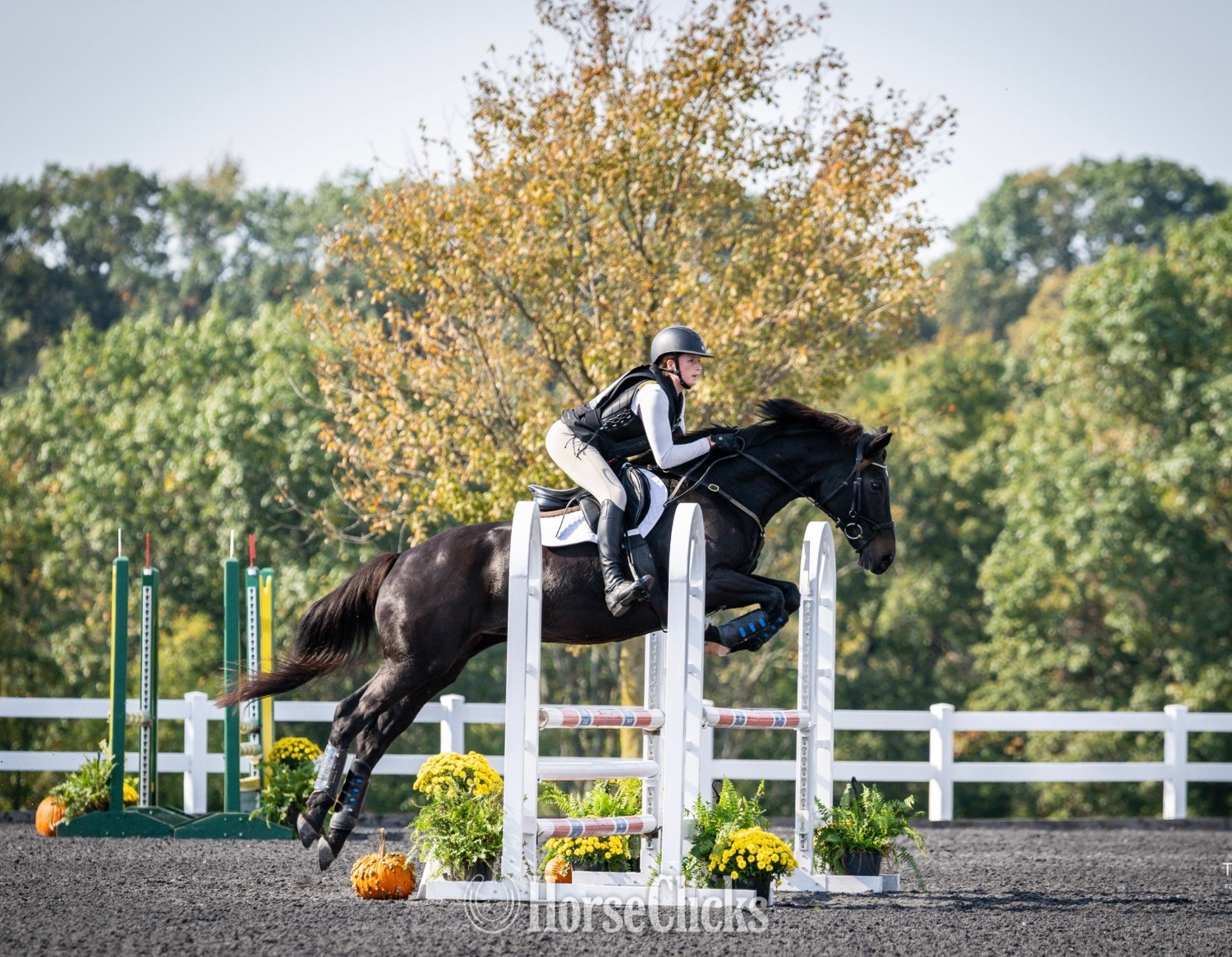 "Supernova" Bay Mare Warmblood in Virginia