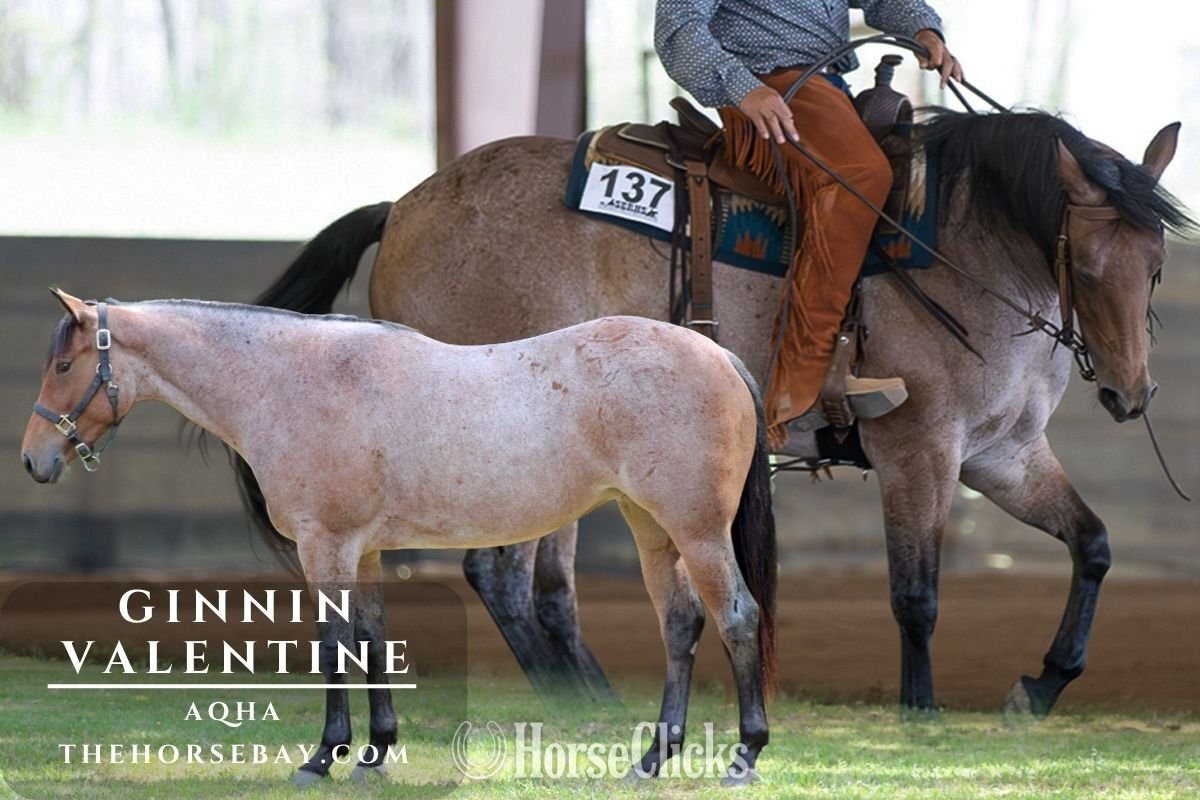 "Valentine" Bay Roan Mare Quarter Horse in Georgia