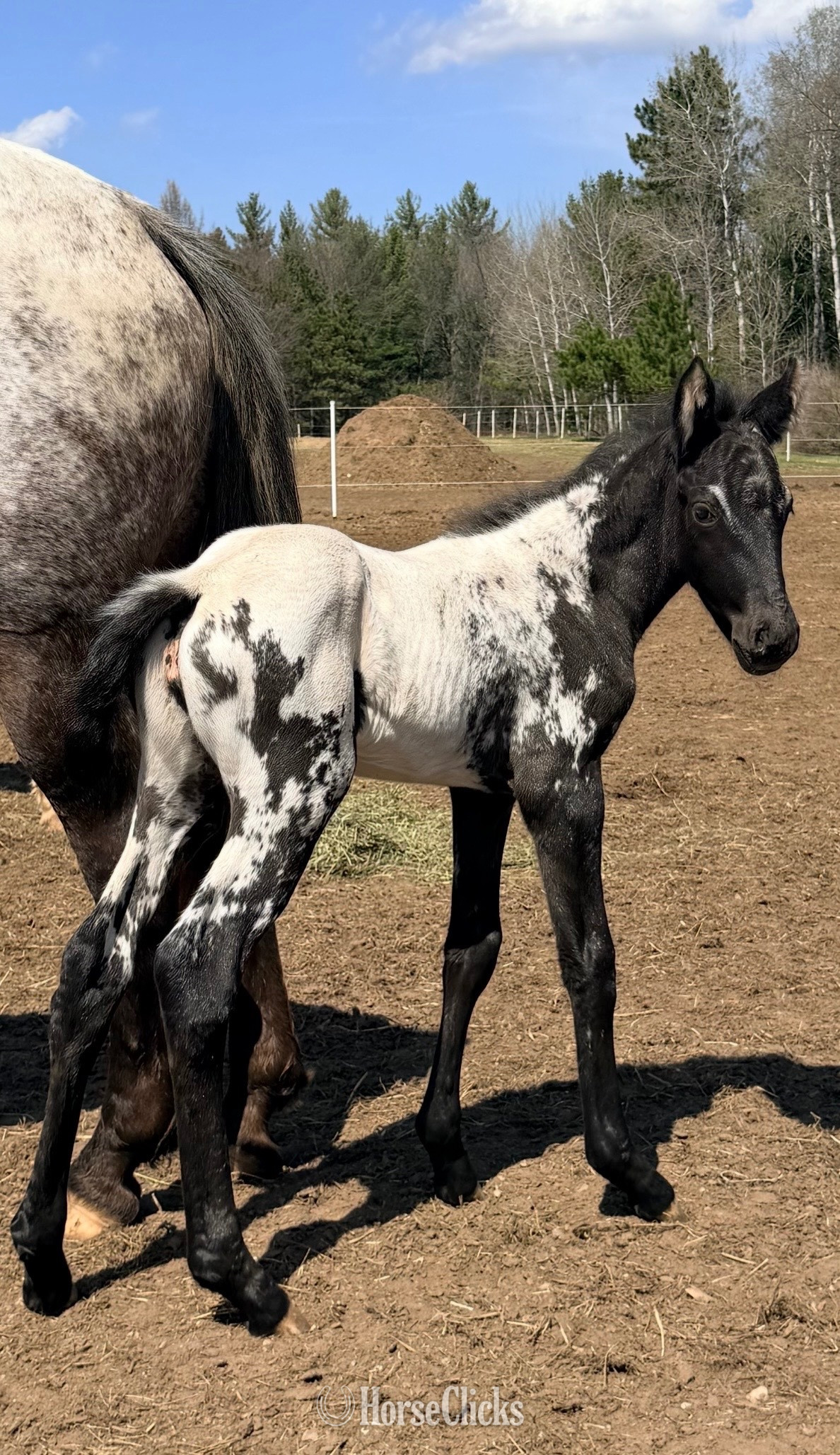 "PMH Star Of DDAR " Black Filly Appaloosa in Wisconsin