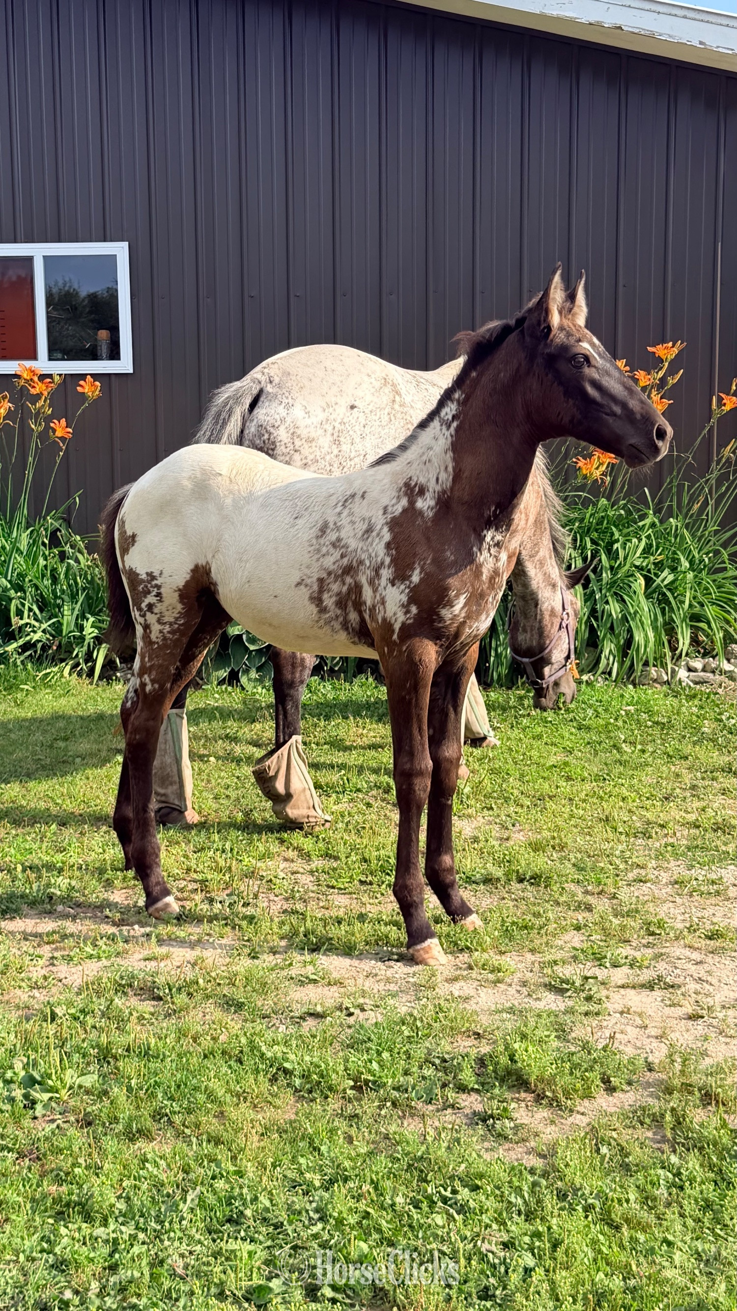 "PMH Star Of DDAR " Black Filly Appaloosa in Wisconsin
