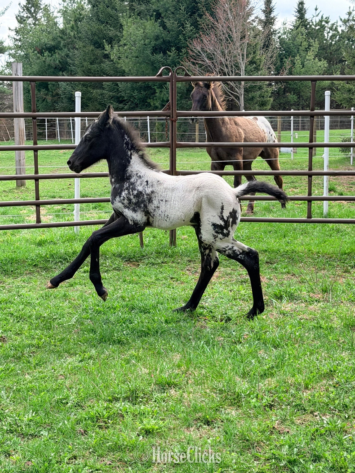 "PMH Star Of DDAR " Black Filly Appaloosa