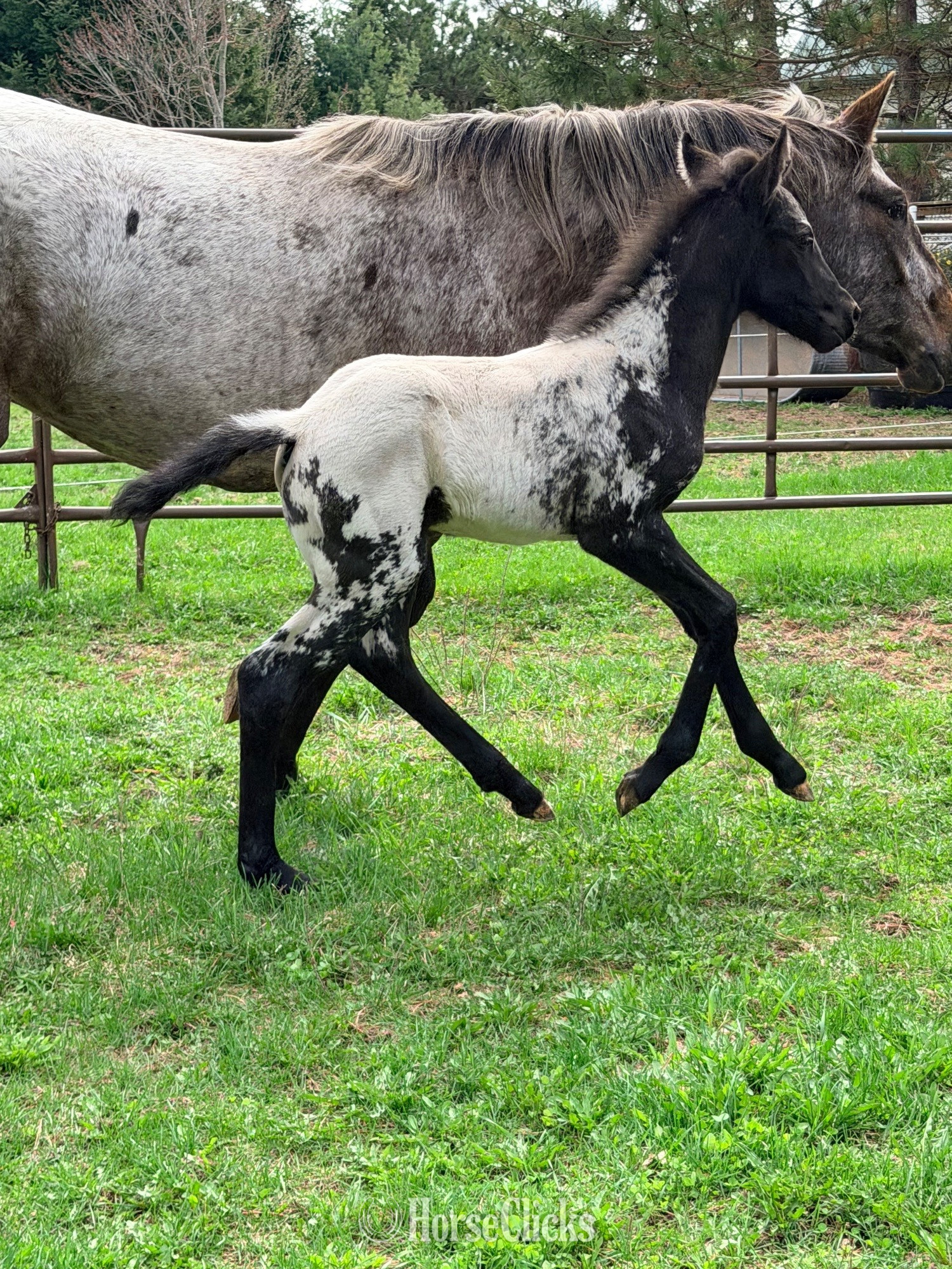 Wisconsin "PMH Star Of DDAR " Black Filly Appaloosa