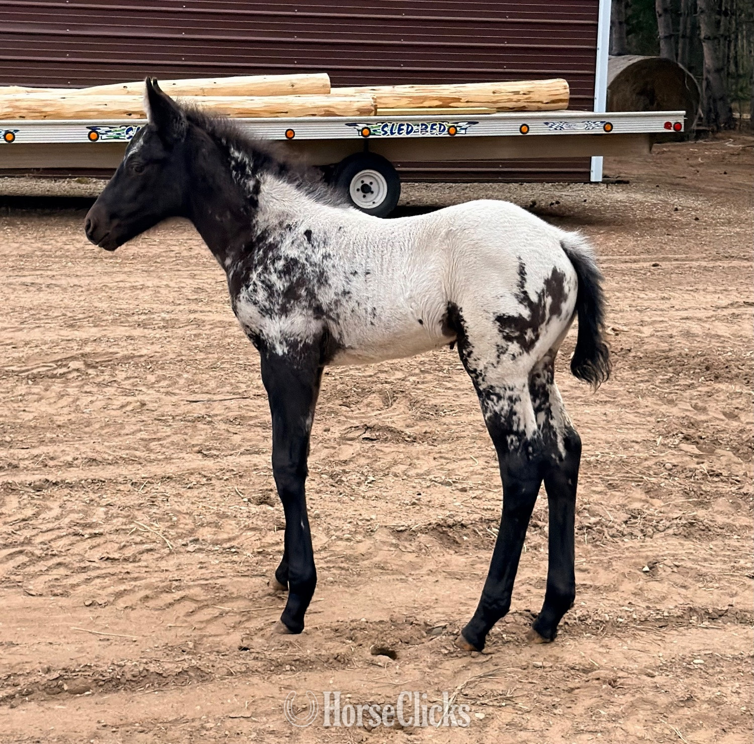 "PMH Star Of DDAR " Black Filly Appaloosa - Appaloosa in Wisconsin
