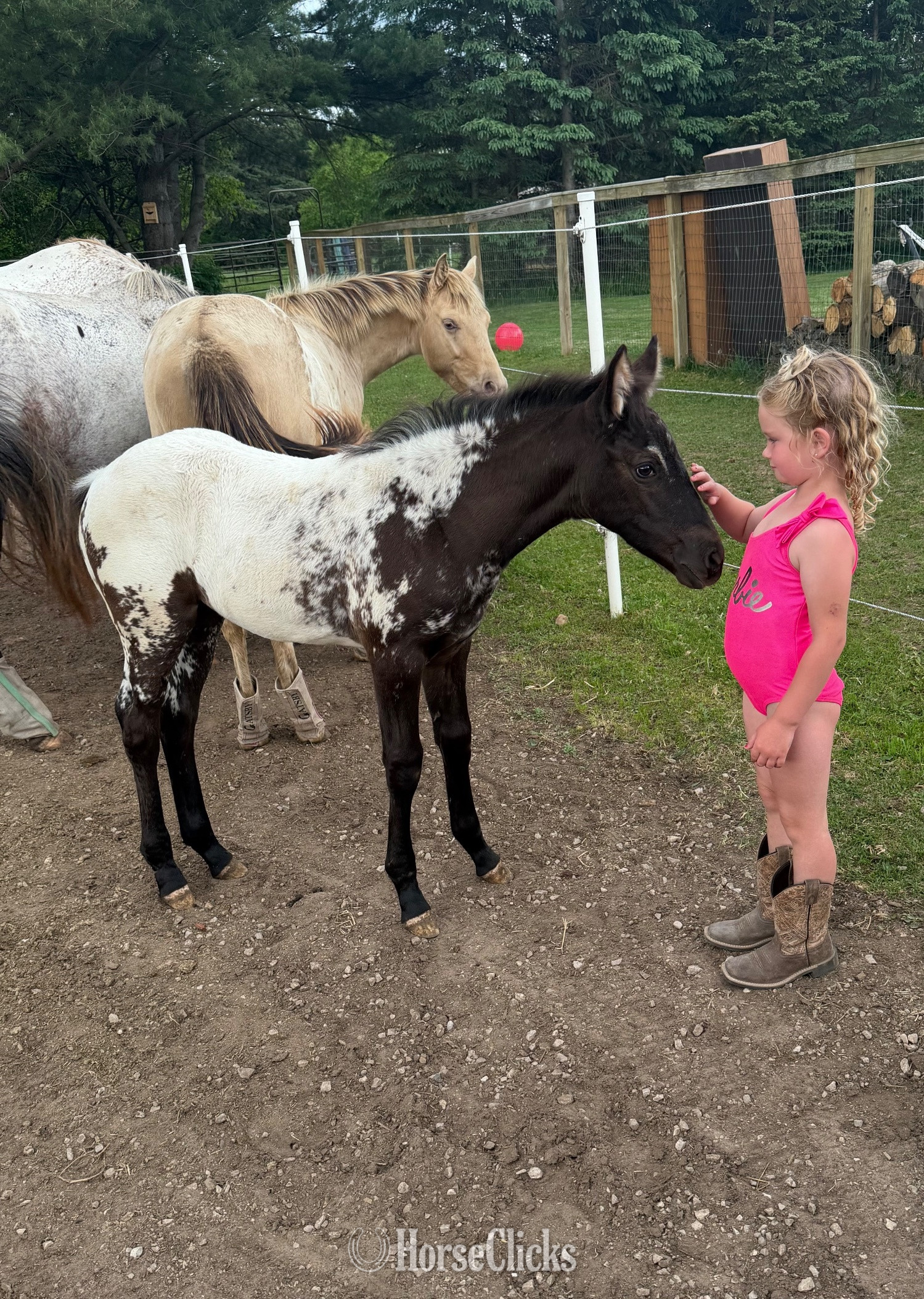 "PMH Star Of DDAR " Black Filly Appaloosa - Appaloosa