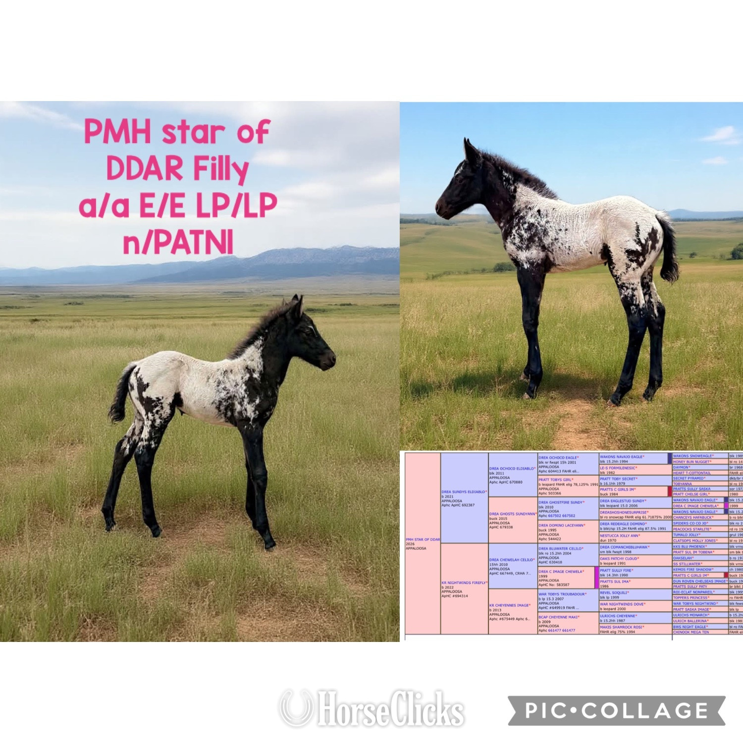 "PMH Star Of DDAR " Black Filly Appaloosa Wisconsin