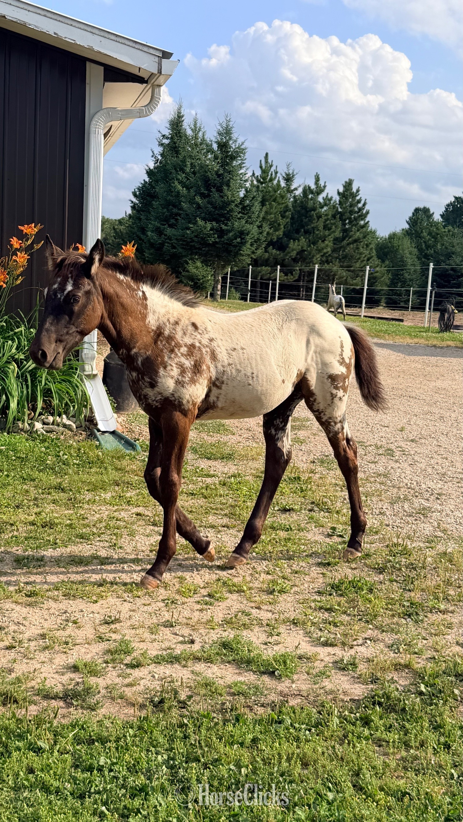 Appaloosa - "PMH Star Of DDAR " Black Filly Appaloosa