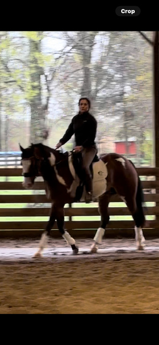 "SHINE MY MACHINE GUN"  Gelding Paint