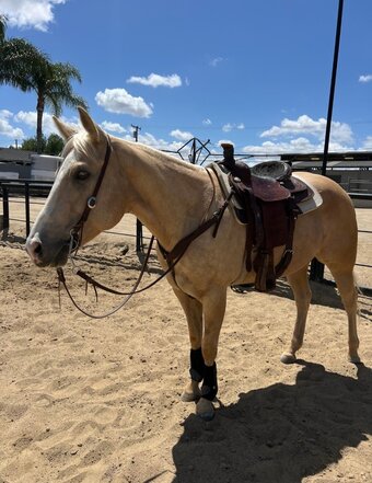 "MS Skippy Rose" Palomino Mare Quarter Horse
