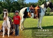 "Turbo" Tabiano Gelding Spotted Saddle