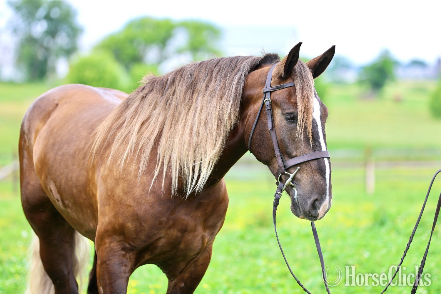 "Barney " Silver Bay Gelding Gypsy Vanner