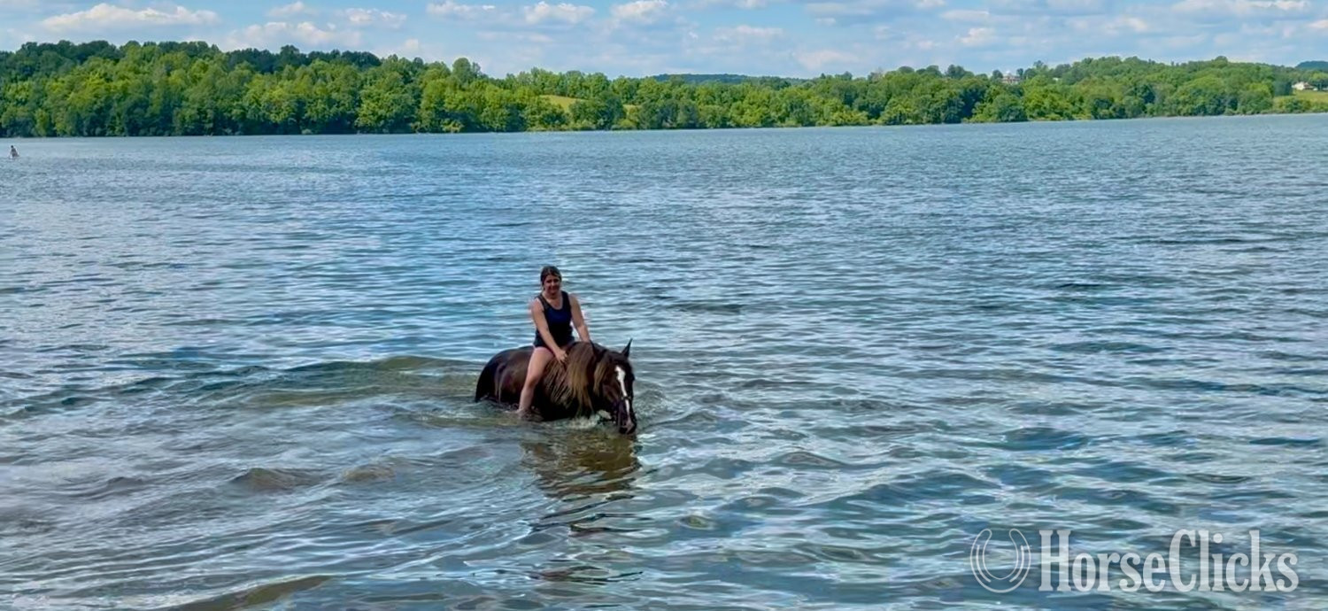 Gypsy Vanner - "Barney " Silver Bay Gelding Gypsy Vanner