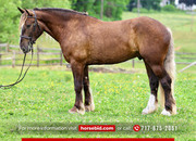 "Barney " Silver Bay Gelding Gypsy Vanner