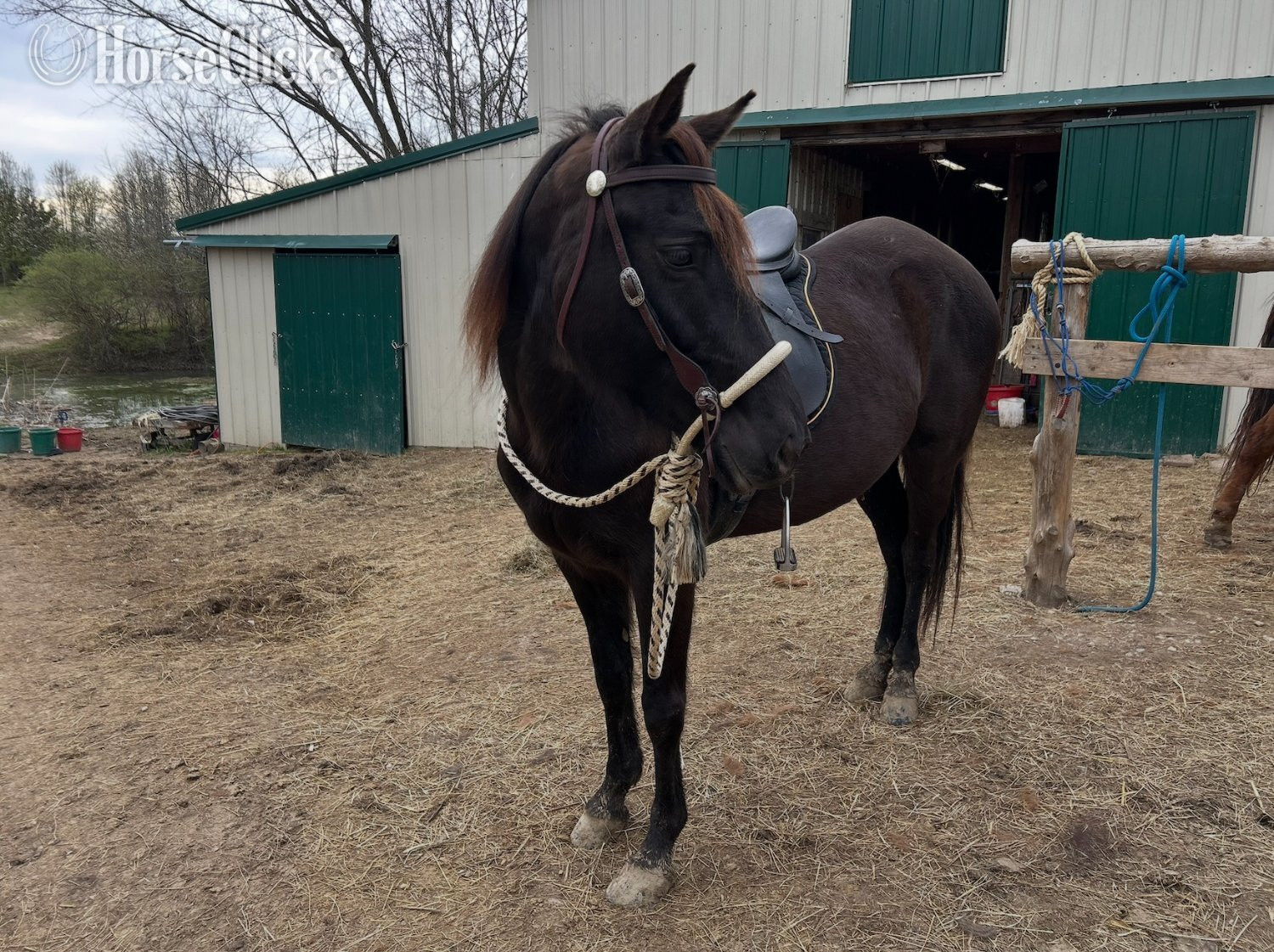 "Whitney" Black Mare Rocky Mountain in Kentucky