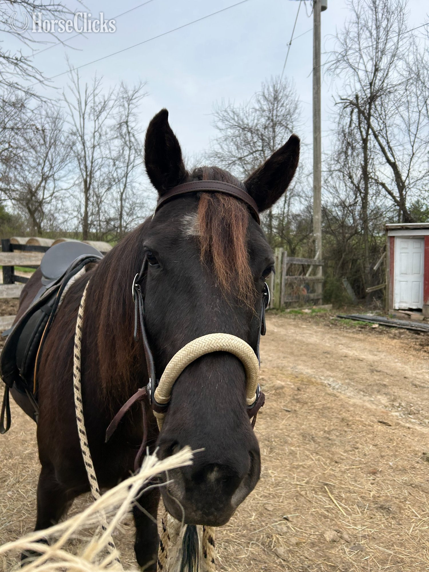 "Whitney" Black Mare Rocky Mountain