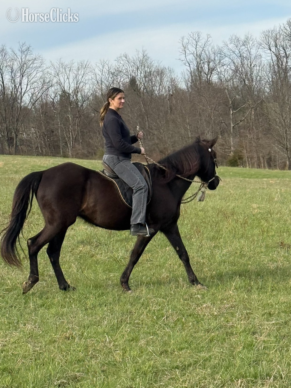 Kentucky "Whitney" Black Mare Rocky Mountain
