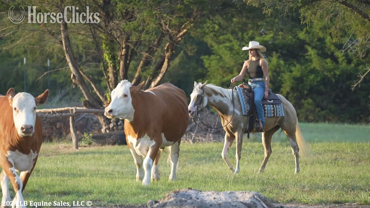 "Invested By Temptation" Overo Gelding Paint Texas