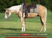 "Invested By Temptation" Overo Gelding Paint