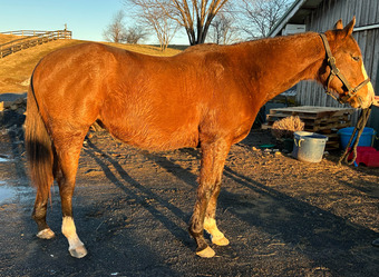"Nicky" Bay Gelding Thoroughbred