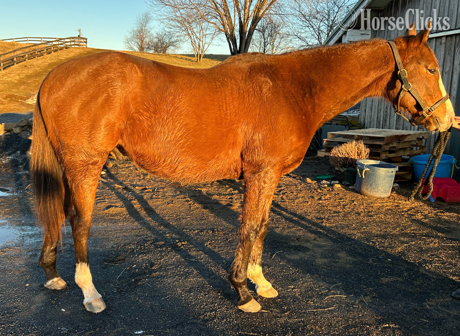 "Nicky" Bay Gelding Thoroughbred in Virginia