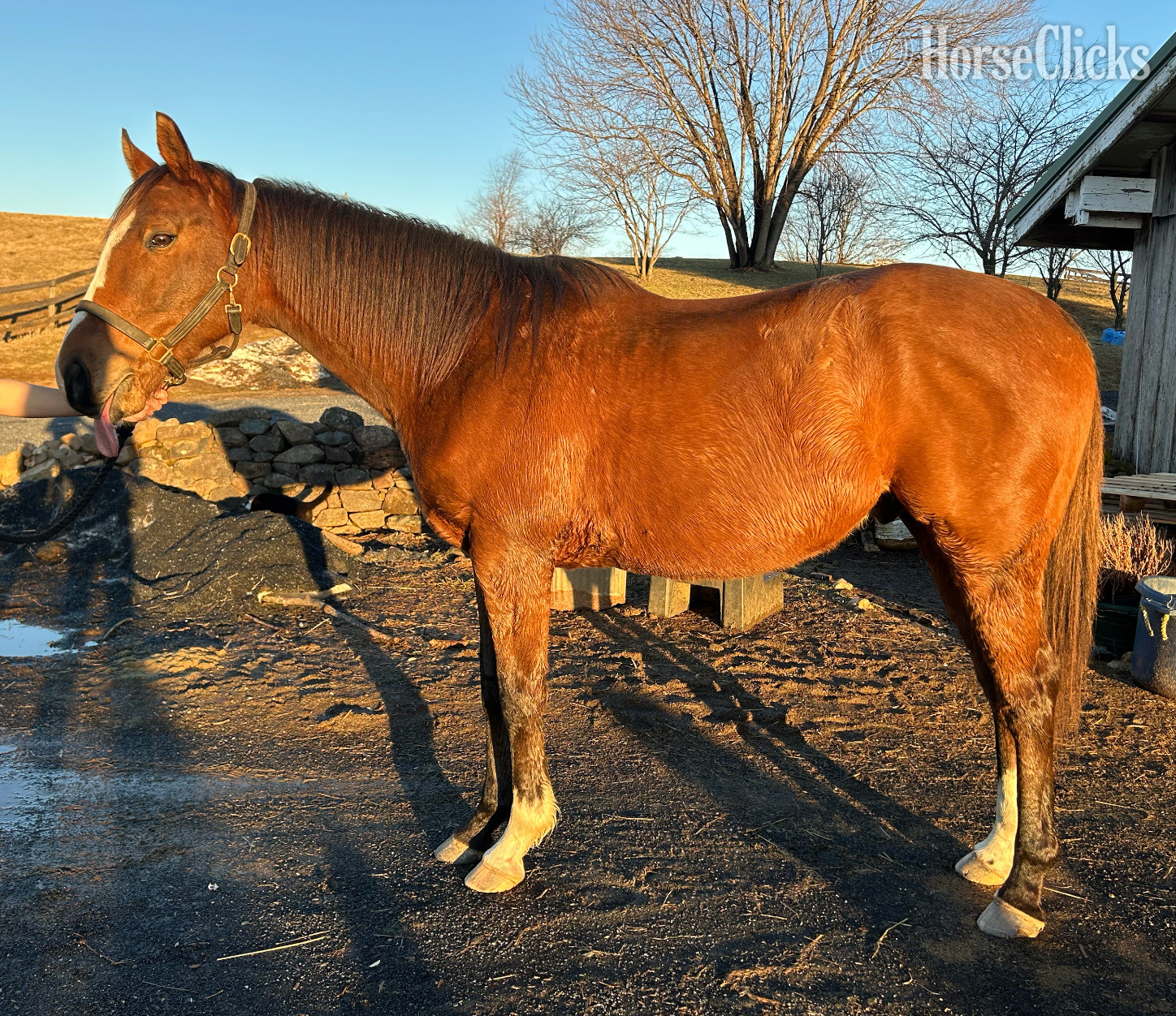 "Nicky" Bay Gelding Thoroughbred