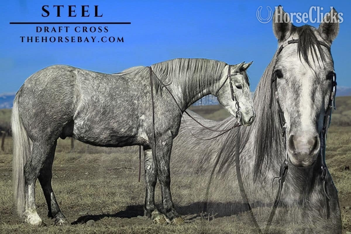 "Steel" Grey Gelding Draft in Wyoming