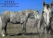 "Steel" Grey Gelding Draft