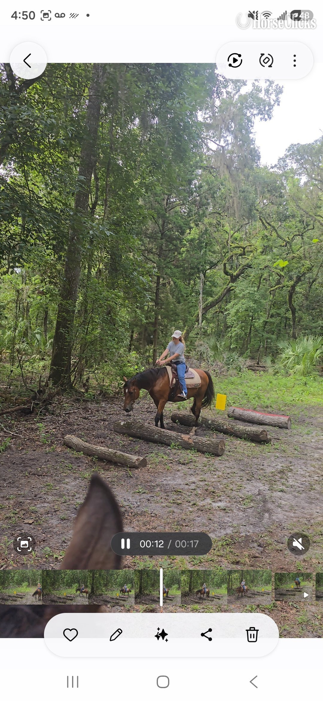 "Whiskey" Bay Mare Quarter Horse