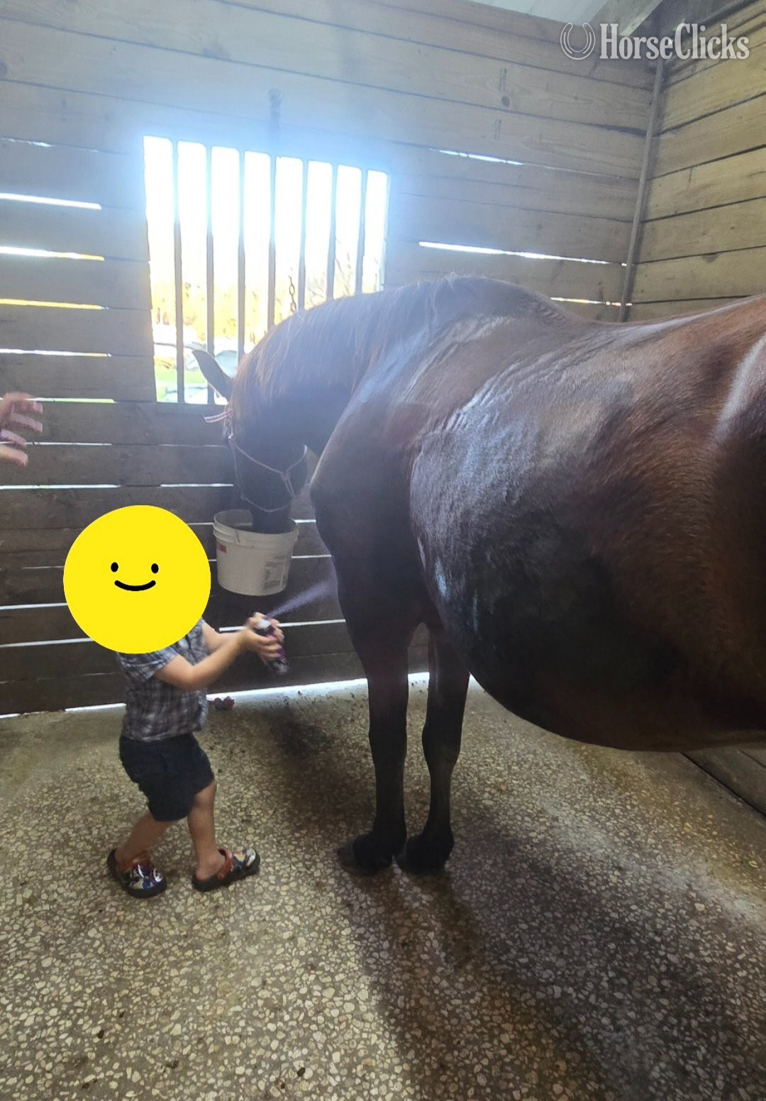 Florida "Whiskey" Bay Mare Quarter Horse