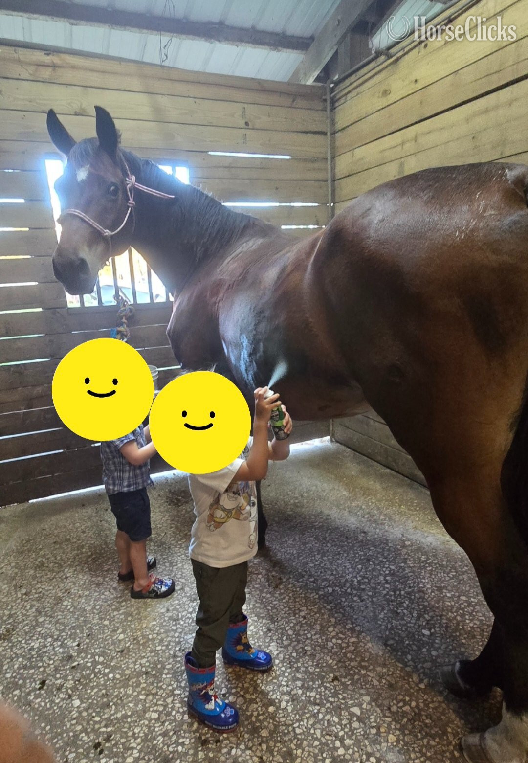 "Whiskey" Bay Mare Quarter Horse - Quarter Horse in Florida