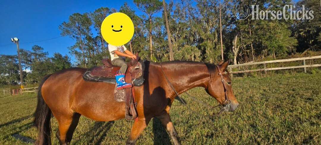 Quarter Horse - "Whiskey" Bay Mare Quarter Horse in Florida