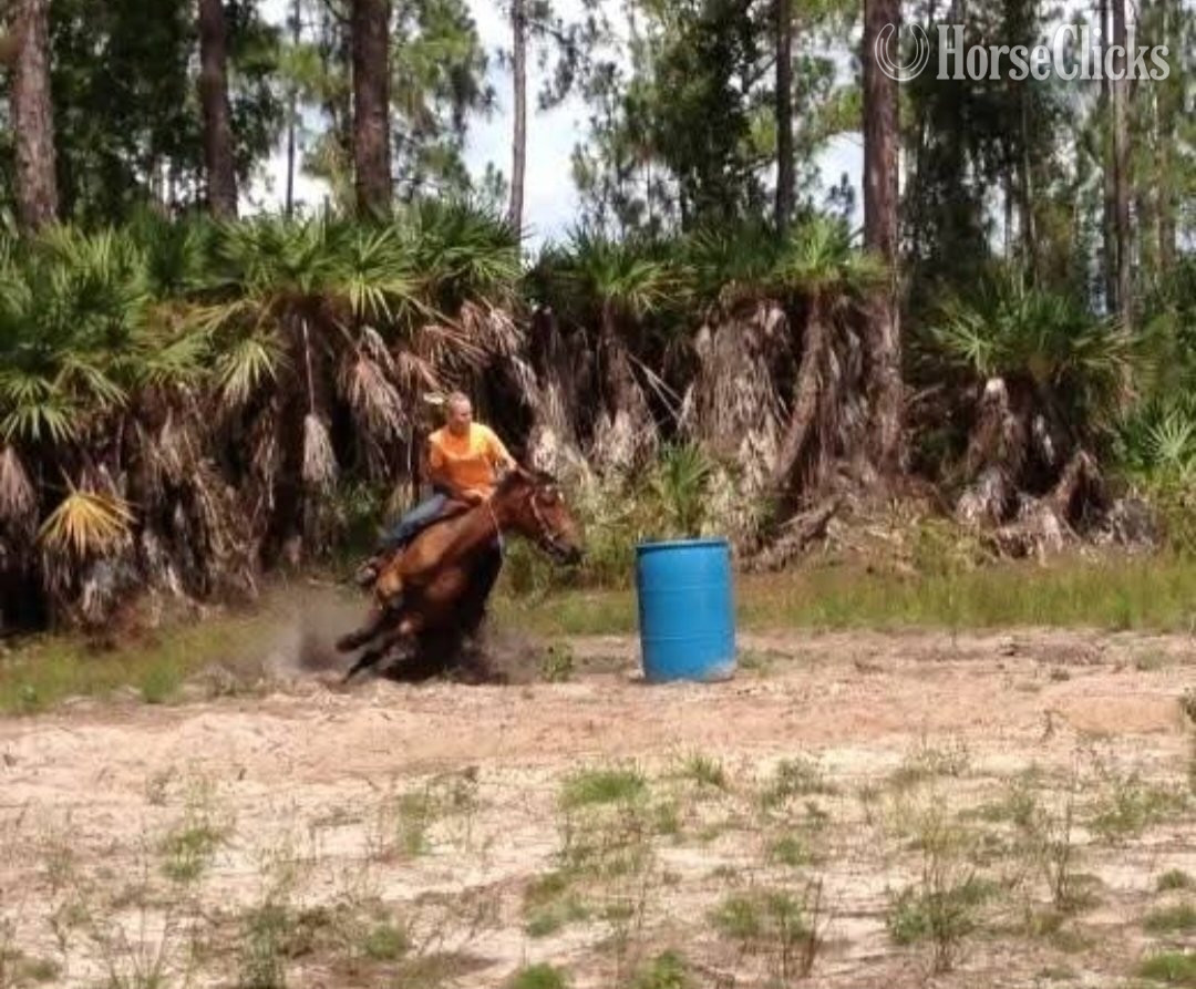 Quarter Horse - "Whiskey" Bay Mare Quarter Horse