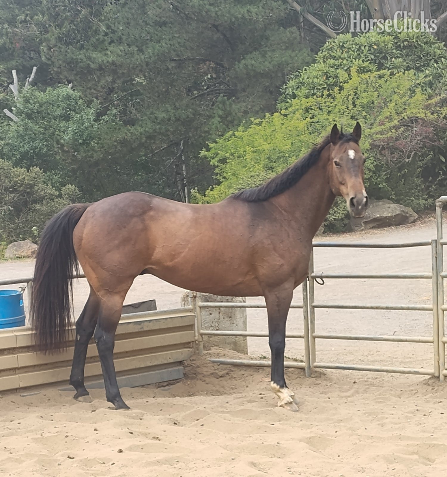 Bay 16.3hh Gelding for Lease in California