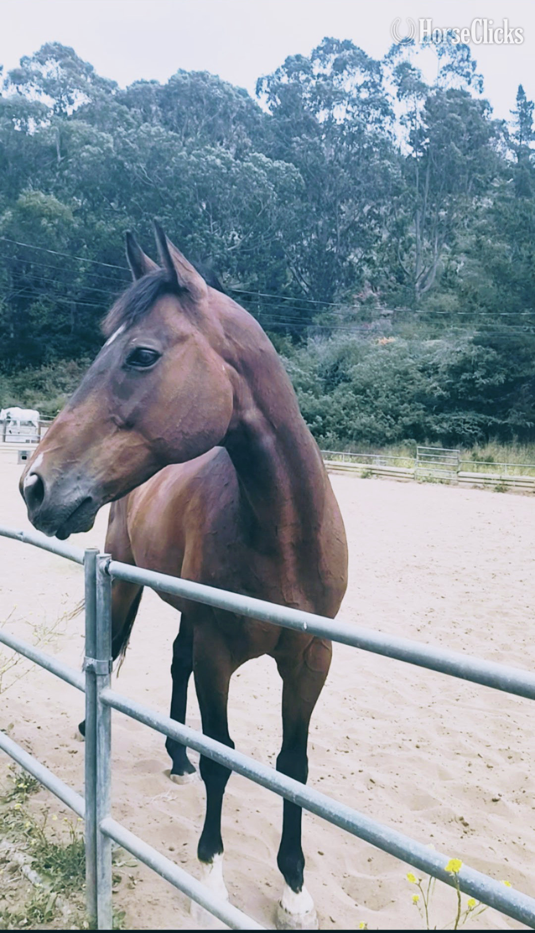 California Bay 16.3hh Gelding for Lease