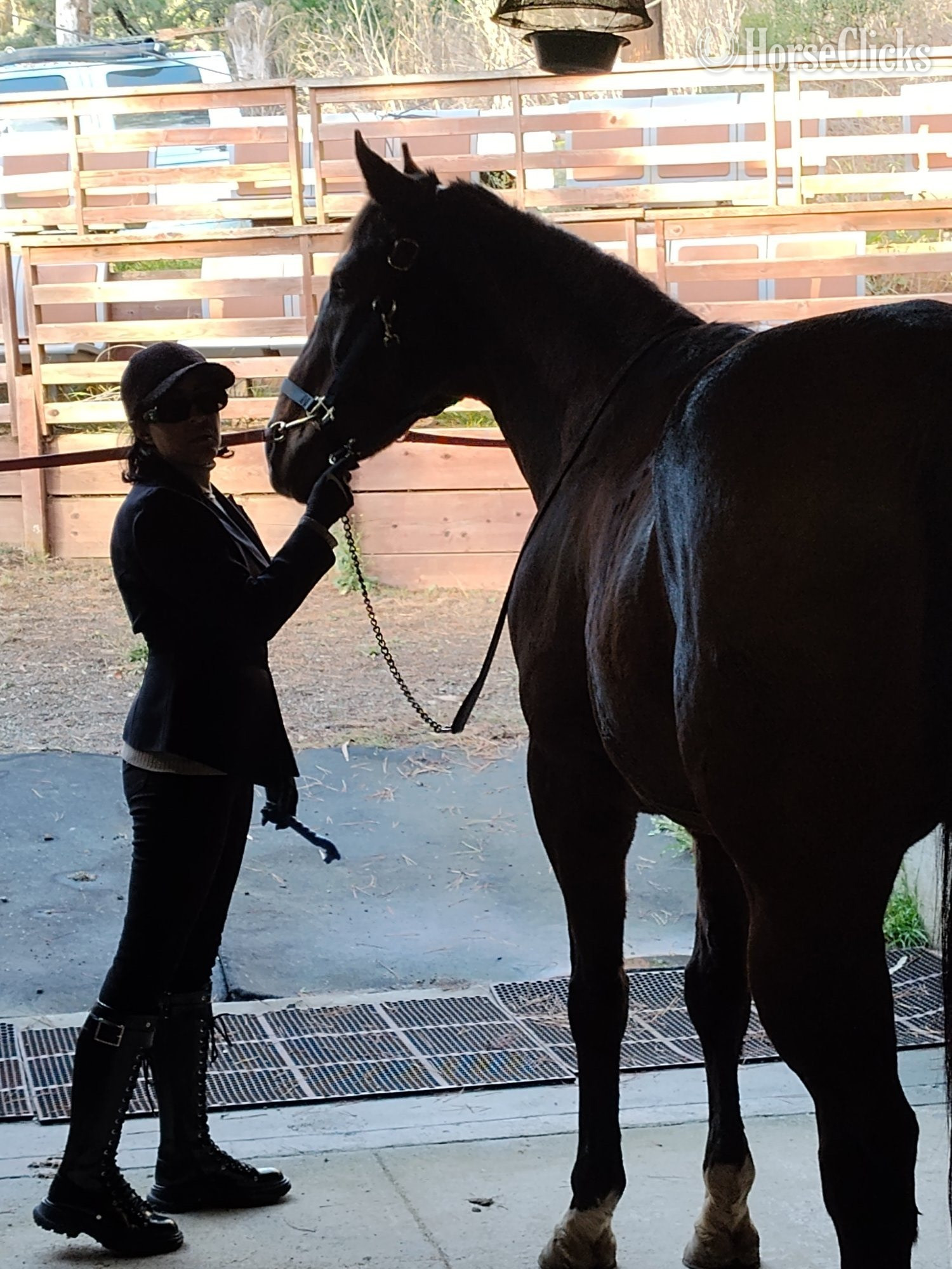 Bay 16.3hh Gelding for Lease California