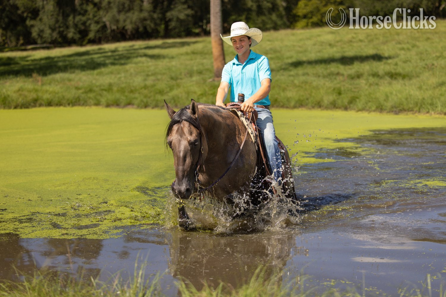Florida "Cancun" Grullo Gelding Draft