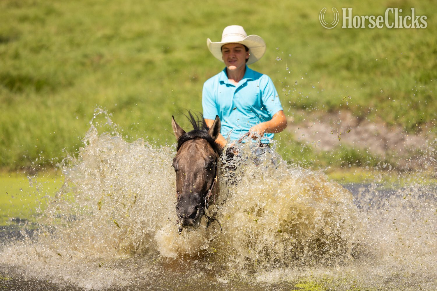 "Cancun" Grullo Gelding Draft - Draft in Florida