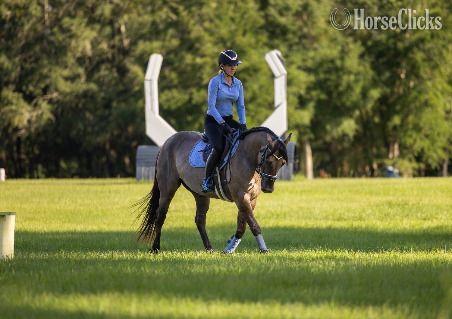 Draft - "Cancun" Grullo Gelding Draft in Florida