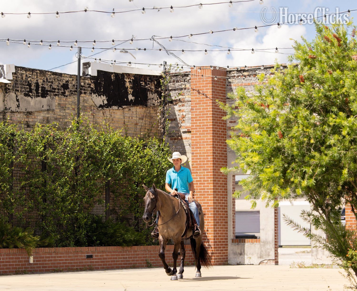 Draft - "Cancun" Grullo Gelding Draft