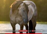 "Cancun" Grullo Gelding Draft